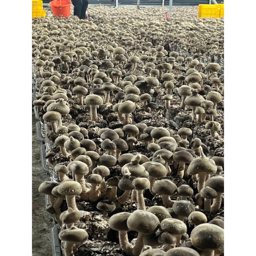 新社黑早冬菇（大菇）-細節圖3