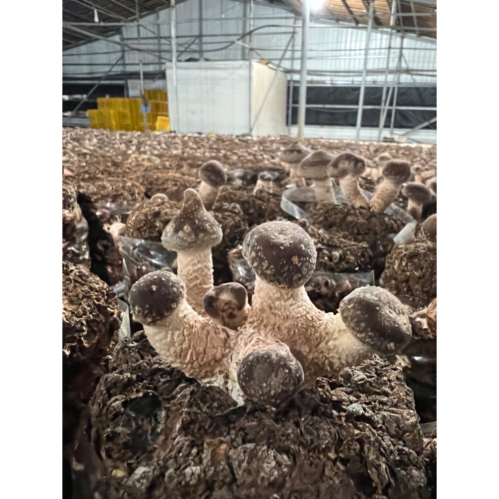 新社黑早冬菇（大中）-細節圖3