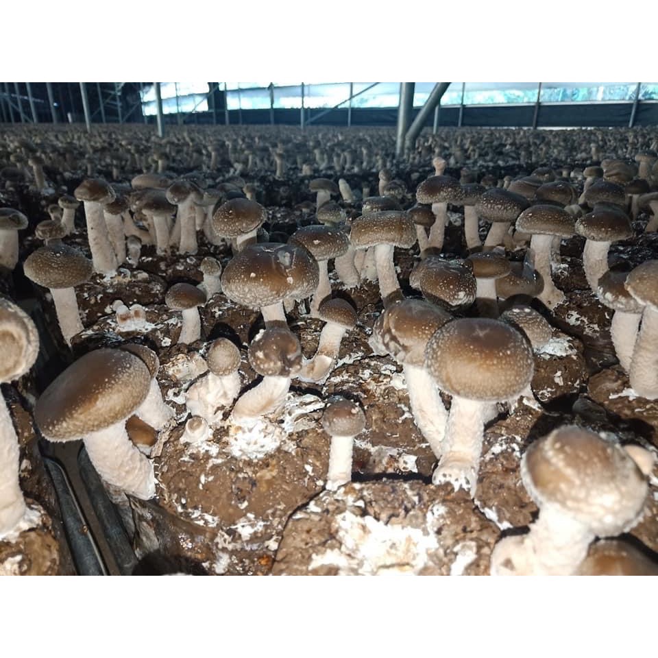 新社黑早冬菇（小中）-細節圖3
