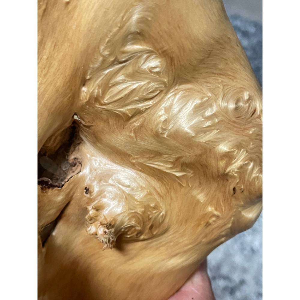 台灣ㄧ級木 台灣紅檜 鈦金皮衣鳳尾瘤 倒吊鳳尾 鳳尾瘤皮相當亮麗 天雕藝似竹筍 可站立擺藝 獨一無二的外型 極爲討喜-細節圖2