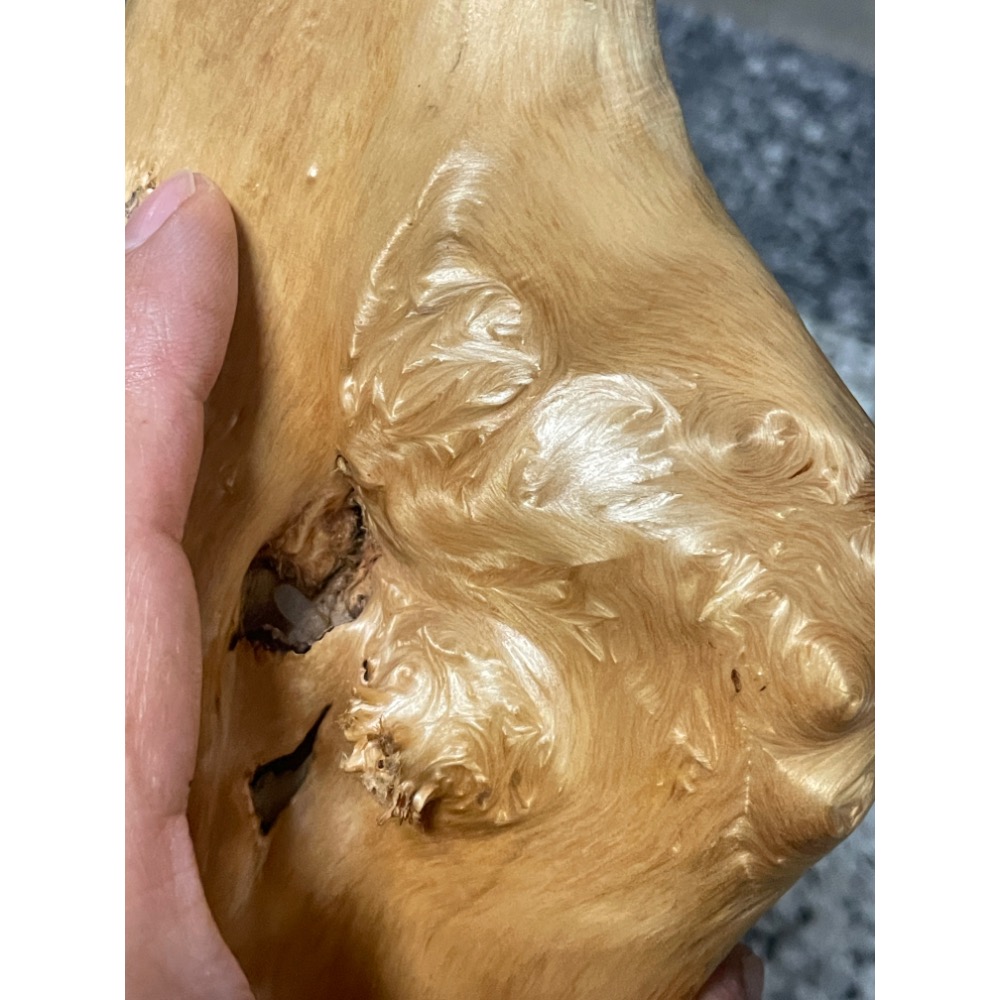 台灣ㄧ級木 台灣紅檜 鈦金皮衣鳳尾瘤 倒吊鳳尾 鳳尾瘤皮相當亮麗 天雕藝似竹筍 可站立擺藝 獨一無二的外型 極爲討喜-細節圖3