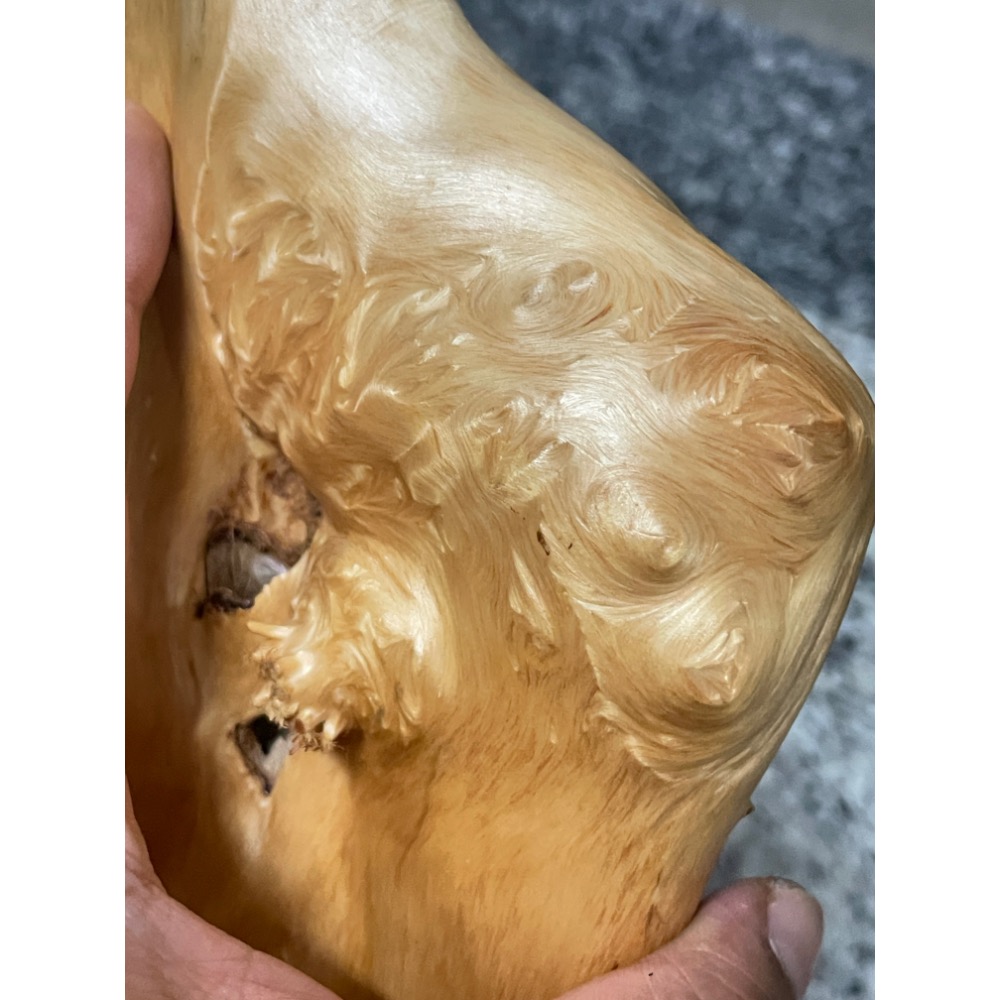 台灣ㄧ級木 台灣紅檜 鈦金皮衣鳳尾瘤 倒吊鳳尾 鳳尾瘤皮相當亮麗 天雕藝似竹筍 可站立擺藝 獨一無二的外型 極爲討喜-細節圖4