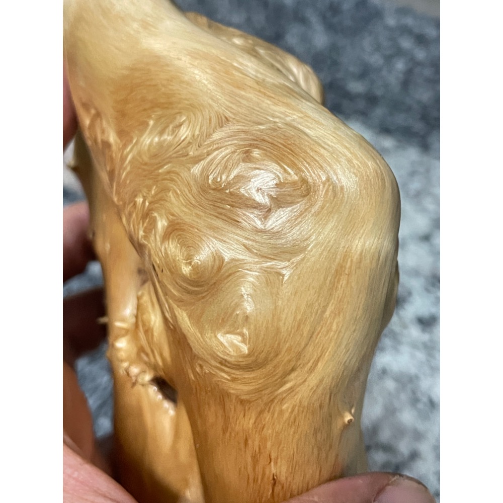台灣ㄧ級木 台灣紅檜 鈦金皮衣鳳尾瘤 倒吊鳳尾 鳳尾瘤皮相當亮麗 天雕藝似竹筍 可站立擺藝 獨一無二的外型 極爲討喜-細節圖5