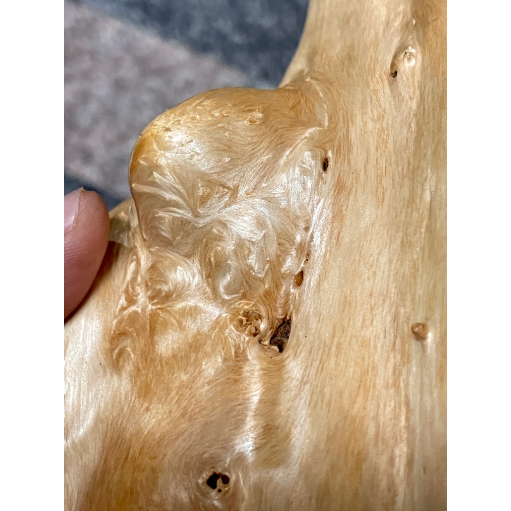 台灣ㄧ級木 台灣紅檜 鈦金皮衣鳳尾瘤 倒吊鳳尾 鳳尾瘤皮相當亮麗 天雕藝似竹筍 可站立擺藝 獨一無二的外型 極爲討喜-細節圖7