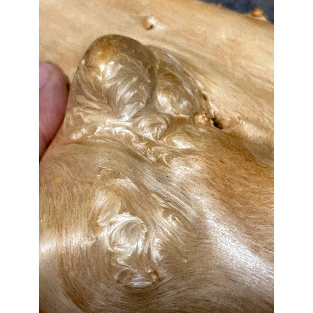 台灣ㄧ級木 台灣紅檜 鈦金皮衣鳳尾瘤 倒吊鳳尾 鳳尾瘤皮相當亮麗 天雕藝似竹筍 可站立擺藝 獨一無二的外型 極爲討喜-細節圖9