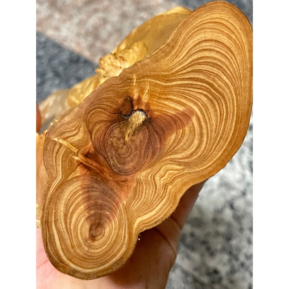 台灣ㄧ級木 台灣紅檜 鈦金皮衣鳳尾瘤 倒吊鳳尾 鳳尾瘤皮相當亮麗 天雕藝似竹筍 可站立擺藝 獨一無二的外型 極爲討喜-細節圖10
