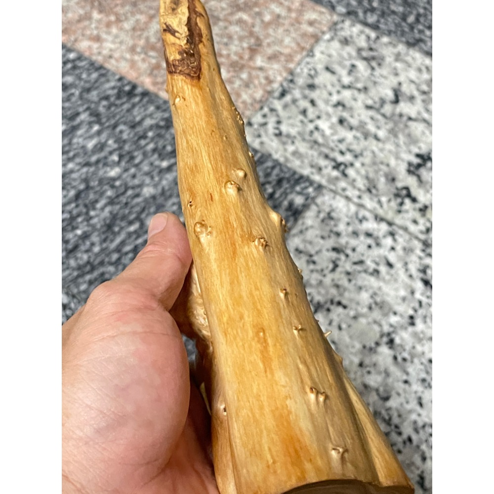 台灣ㄧ級木 台灣紅檜 鈦金皮衣鳳尾瘤 倒吊鳳尾 鳳尾瘤皮相當亮麗 天雕藝似竹筍 可站立擺藝 獨一無二的外型 極爲討喜-細節圖11