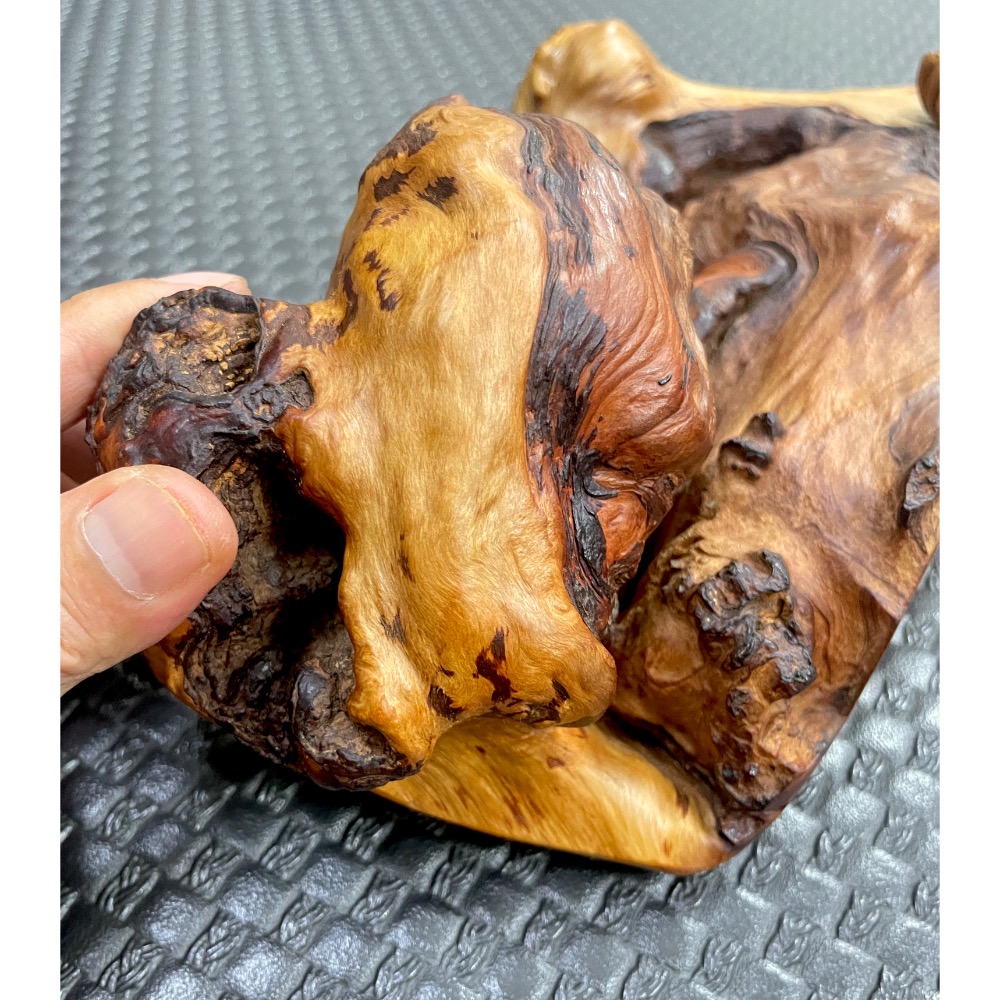 台灣北部復興肖楠正鳳尾瘤 可站立直接當擺件收藏 肖楠不容易結瘤 因為在惡劣的環境條件下生長-細節圖6