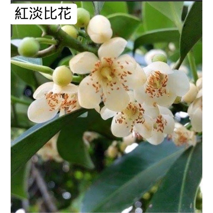 【樹伯家的森林蜜】紅淡比蜂蜜 水筆仔蜂蜜 鴨腳木蜜 產地直送 通過SGS認證 貢寮 父親節禮物-細節圖5