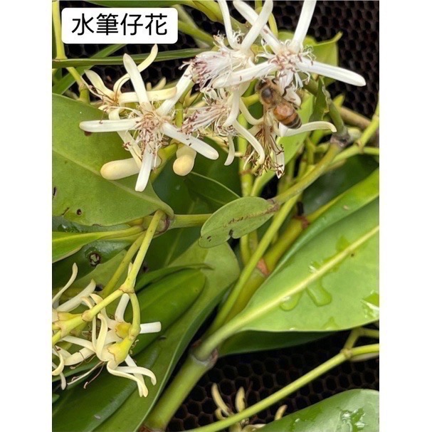 【樹伯家的森林蜜】紅淡比蜂蜜 水筆仔蜂蜜 鴨腳木蜜 產地直送 通過SGS認證 貢寮 父親節禮物-細節圖6