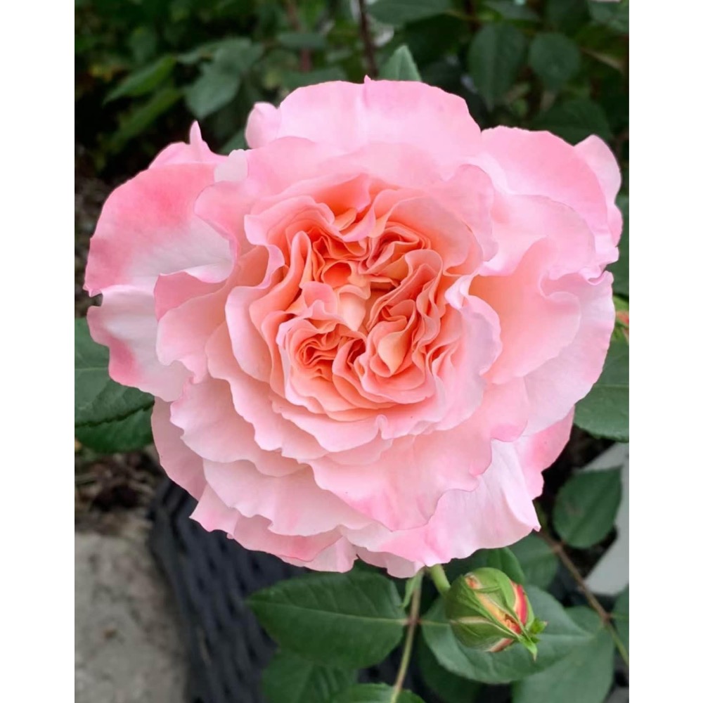 阿格斯汀（玫瑰六寸盆扦插苗）-細節圖2