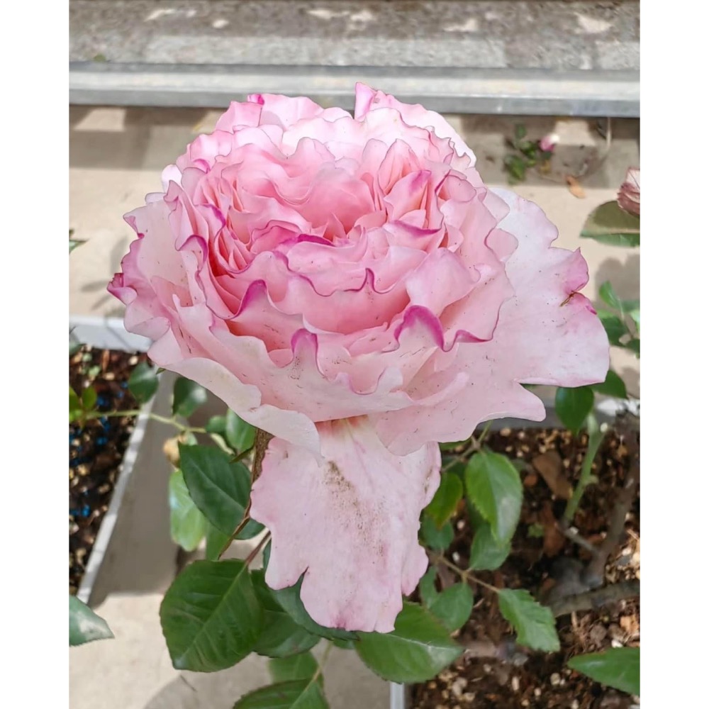 阿格斯汀（玫瑰六寸盆扦插苗）-細節圖3