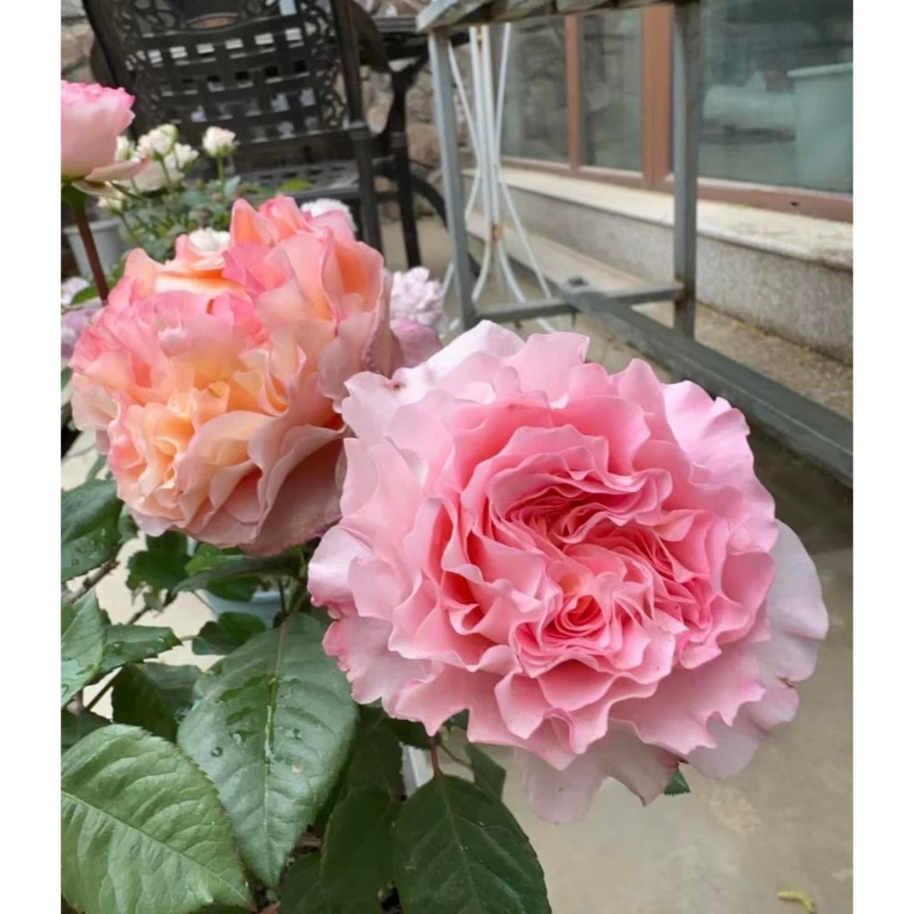 阿格斯汀（玫瑰六寸盆扦插苗）-細節圖4