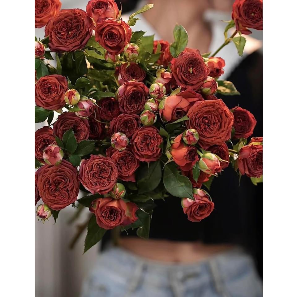 巧克力泡泡～玫瑰花、6寸盆、扦插苗-細節圖2