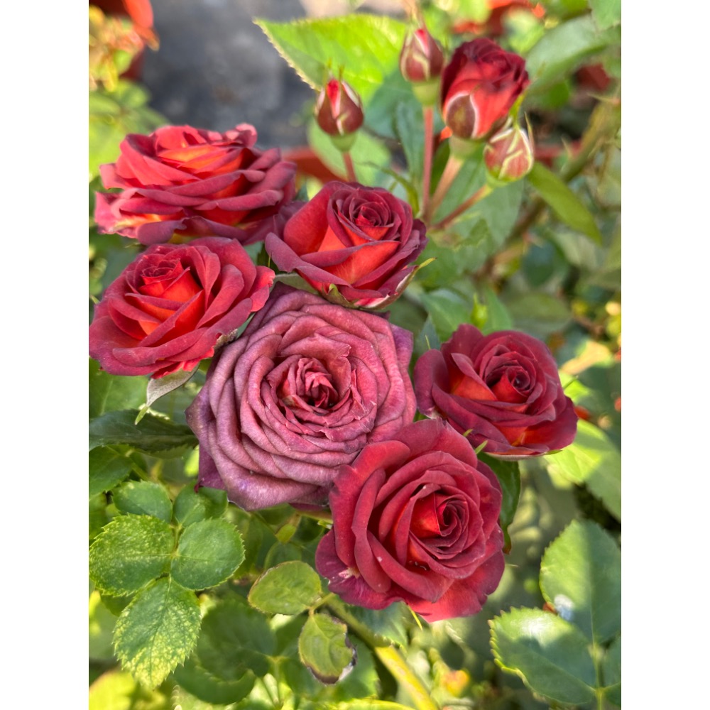 巧克力泡泡～玫瑰花、6寸盆、扦插苗-細節圖3