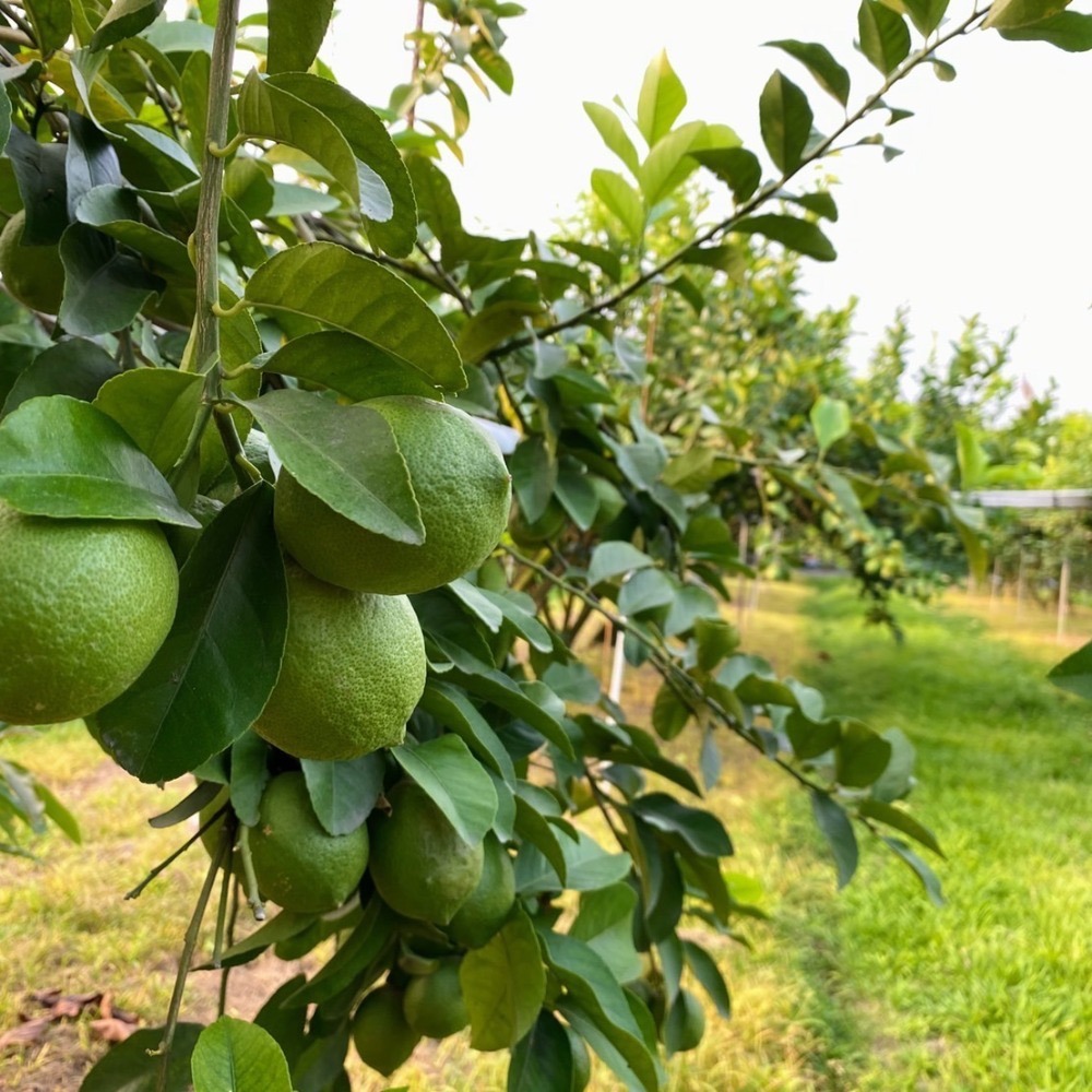 萃。檸檬 茶佐原片 可用客家幣付款！-細節圖3