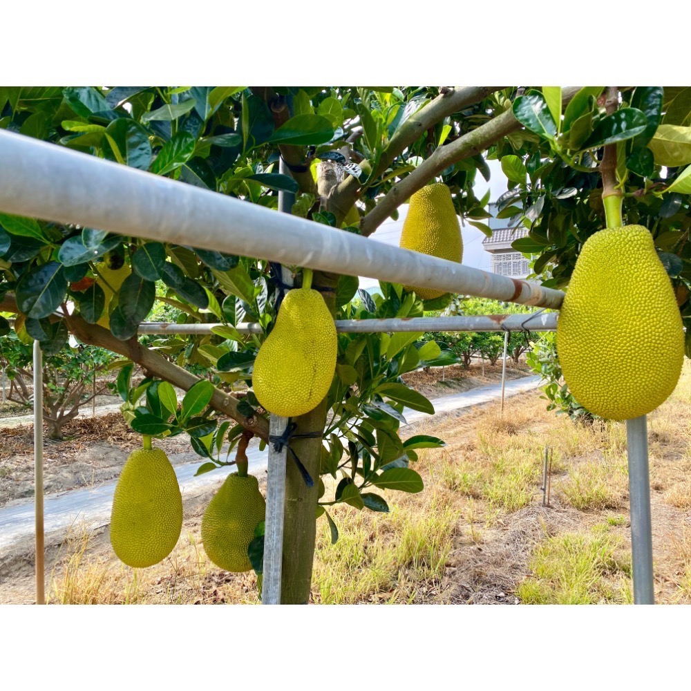 萃。檸檬 冷凍紅肉波羅蜜 可用客家幣付款！-細節圖2