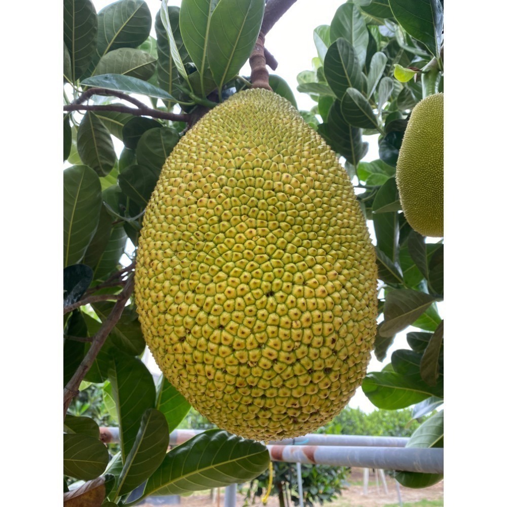 萃。檸檬 冷凍紅肉波羅蜜 可用客家幣付款！-細節圖4