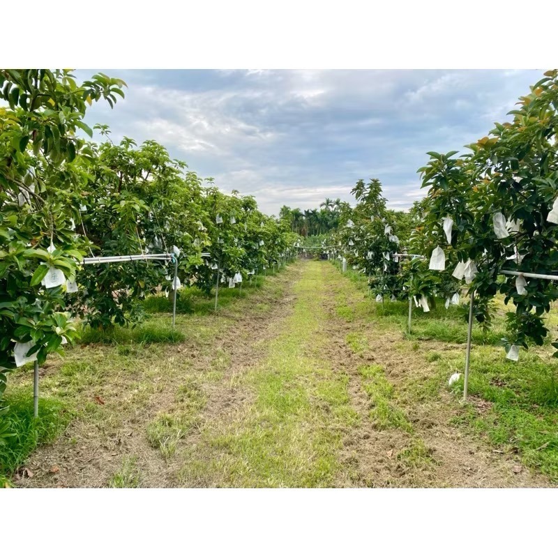 萃。檸檬 酪梨  產季結束！-細節圖3