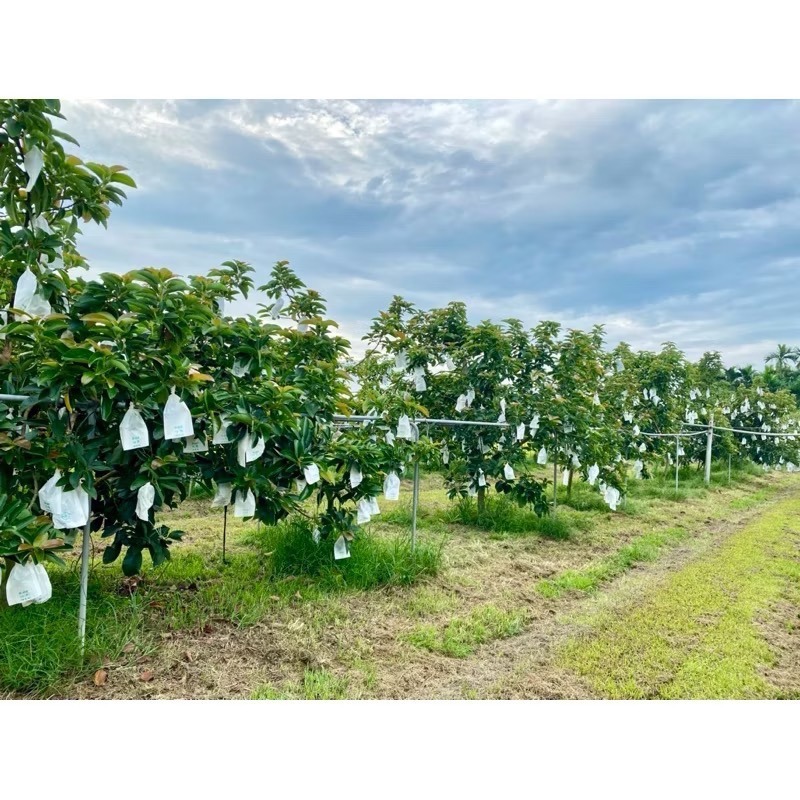 萃。檸檬 酪梨  產季結束！-細節圖4