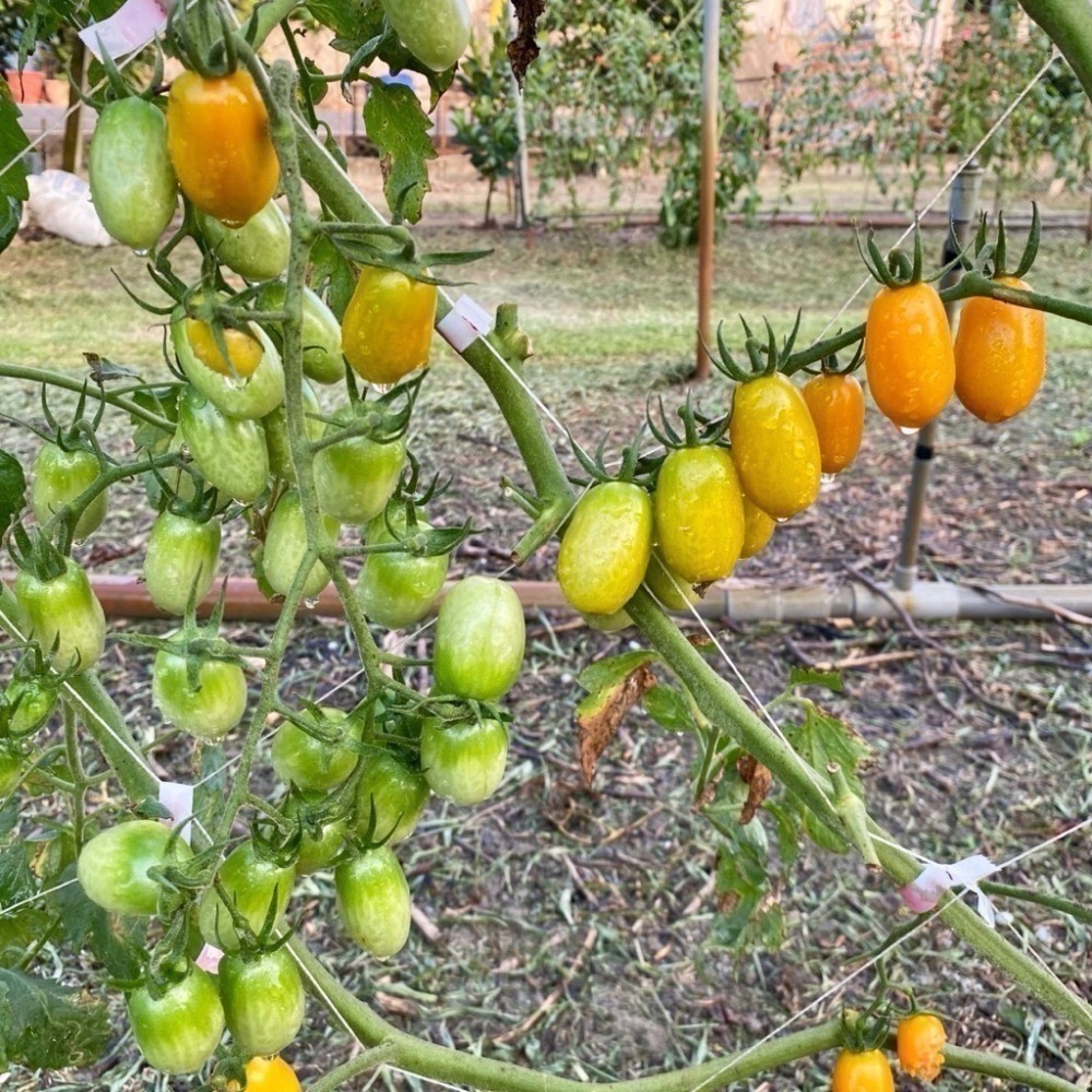 。。有機橙蜜小蕃茄。。-細節圖2