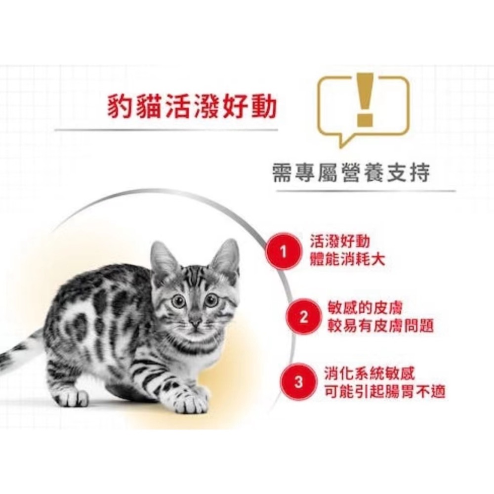◆皇家 BG40 豹貓成貓專用乾糧-細節圖2