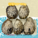博貿水產 美國肥美大生蠔 新鮮到貨 / 美國大生蠔 / 生蠔 / 烤肉-規格圖2