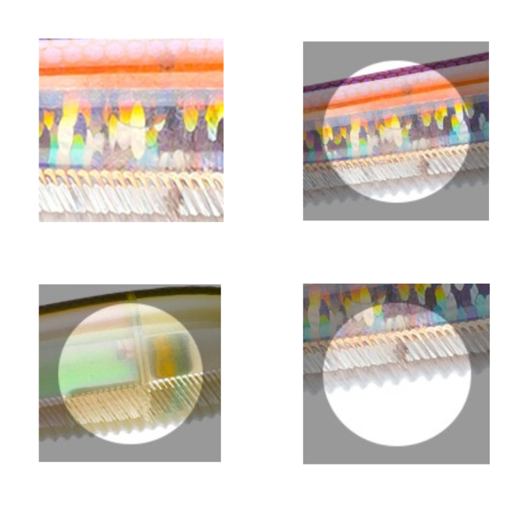 >日安路亞< DUEL F1237 L-BASS PENCIL POPPER 110F 鉛筆-細節圖3