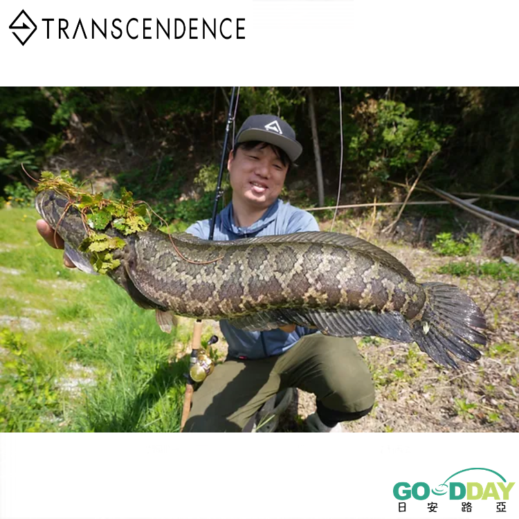 >日安路亞< >日安路亞< TRANSCENDENCE TRAPA77B+ 可變多節雷魚竿-細節圖2
