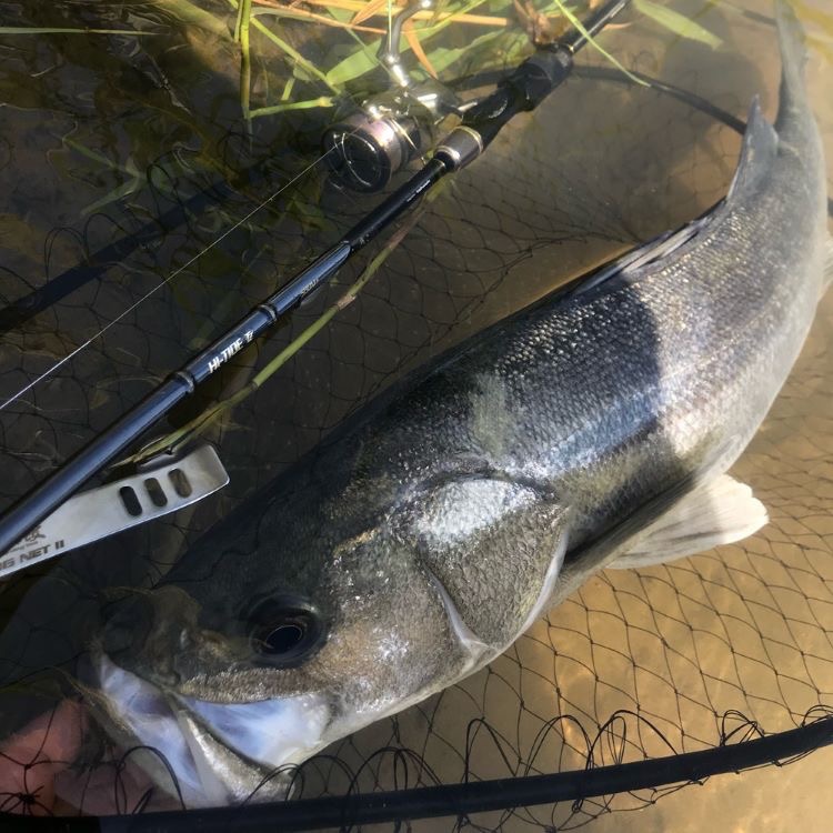 >日安路亞< tailwalk CATCH BAR KAI WADING NET Ⅱ 大物 撈網-細節圖2