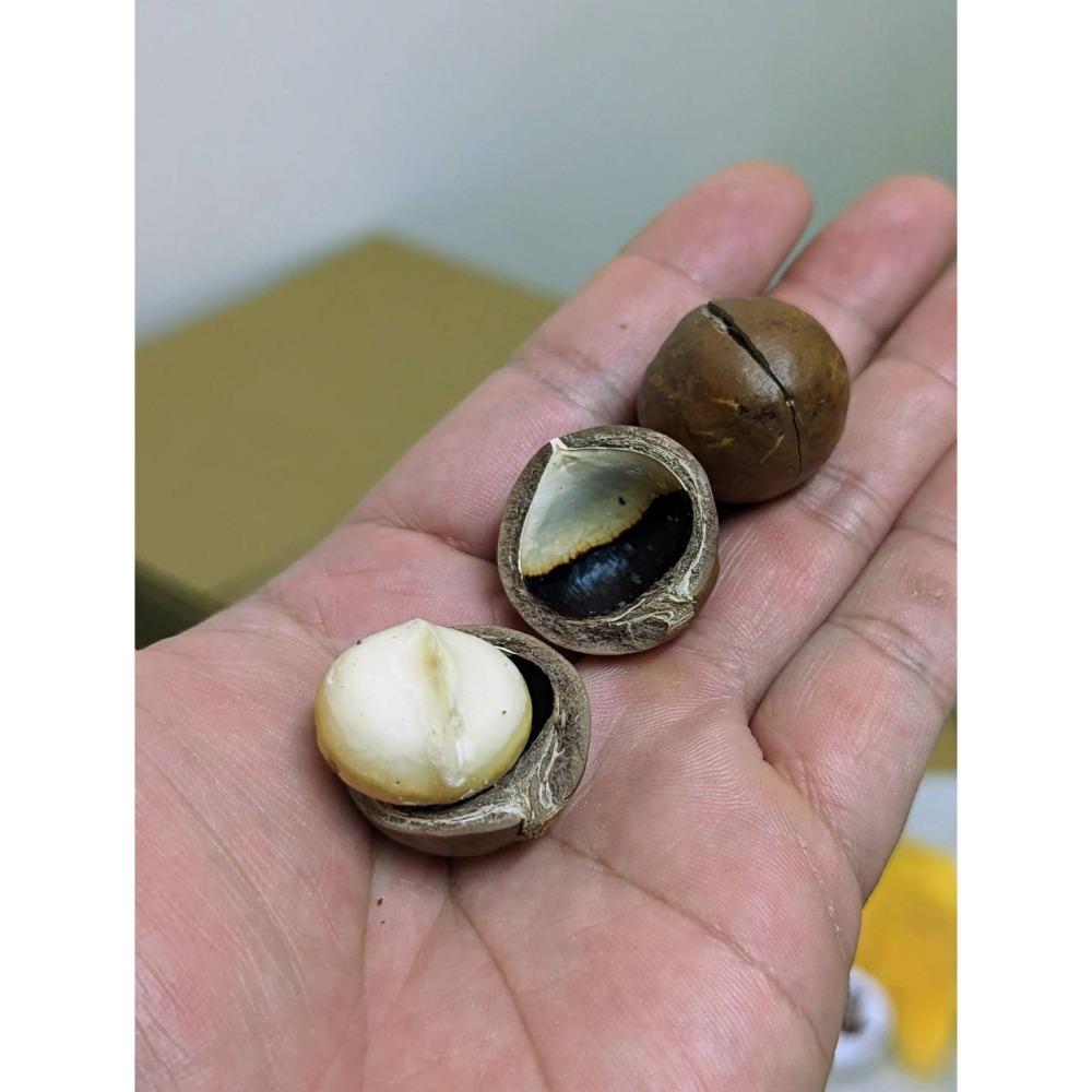 現貨【越南堅果】帶殼夏威夷果 袋裝淨重250克 (附開殼器)⭐自己剝殼⭐有樂趣，純素可食-細節圖3