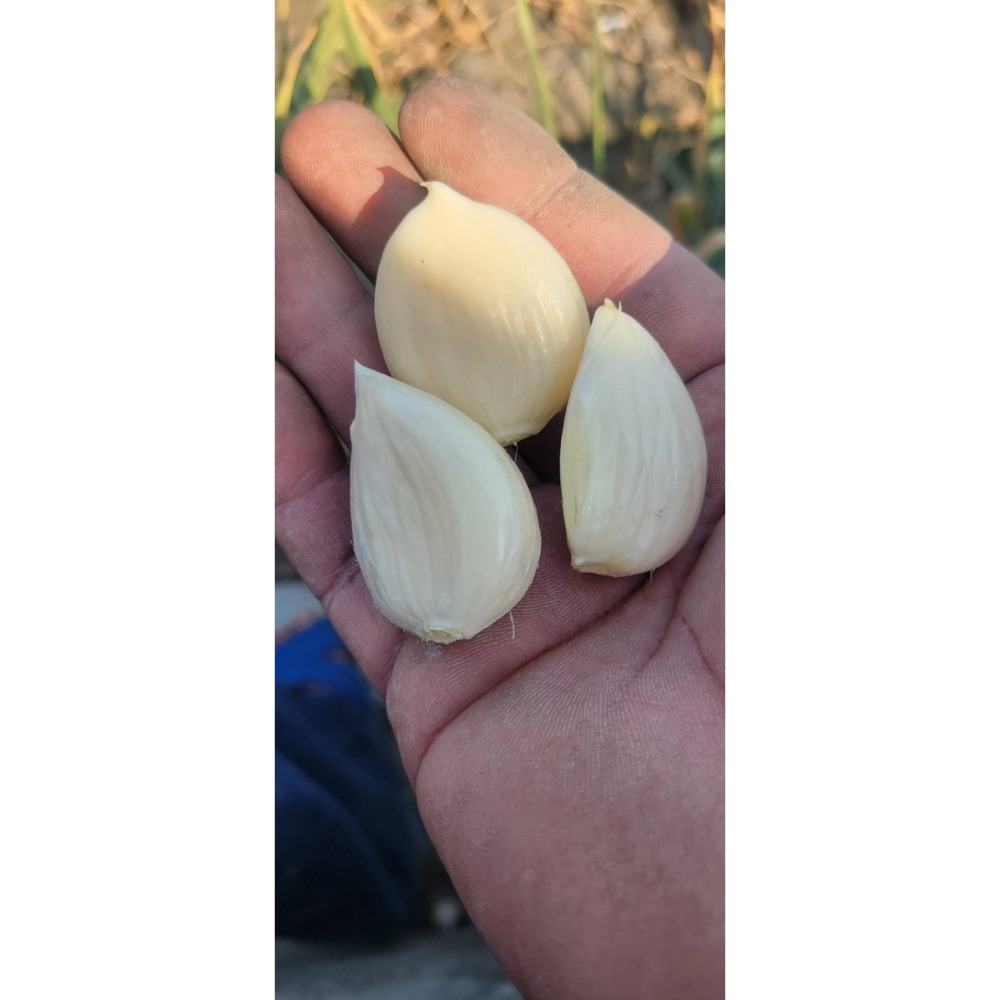 蒜泥蔥鳴/蒜頭-細節圖2