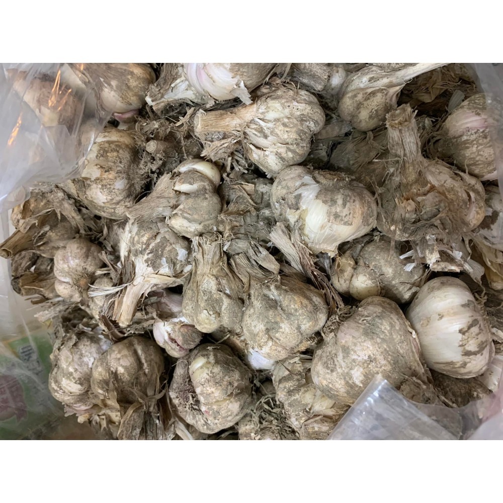 蒜泥蔥鳴/蒜頭-細節圖3