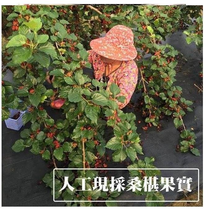 《老農手摘》 桑葚濃縮果粒汁 (600g/罐) 【超取限7瓶，宅配限24瓶】【現貨 附發票】-細節圖4