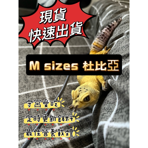 M size 杜比亞