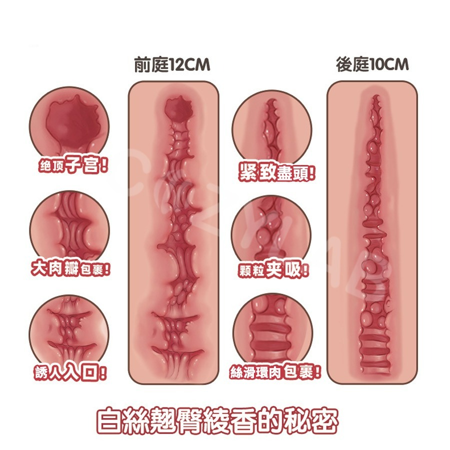 【暢銷現貨買一送2】COZYLAB 綾香 翹臀 慢玩鍛鍊 饅頭穴 極品尻 雙穴 腰臀 美臀 美尻 臀型 飛機杯 自慰器-細節圖3