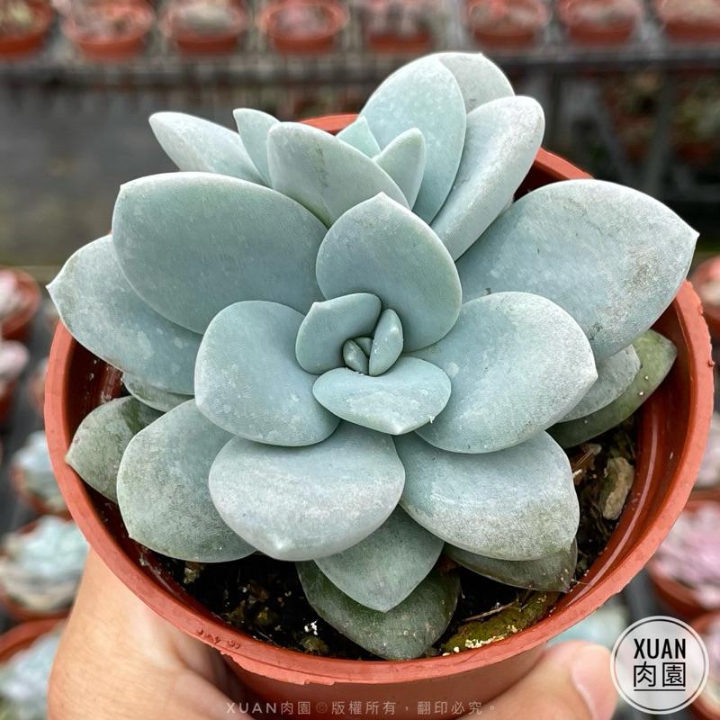 3吋盆【藍雪蓮】多肉植物|多肉［Xuan肉園］-細節圖2
