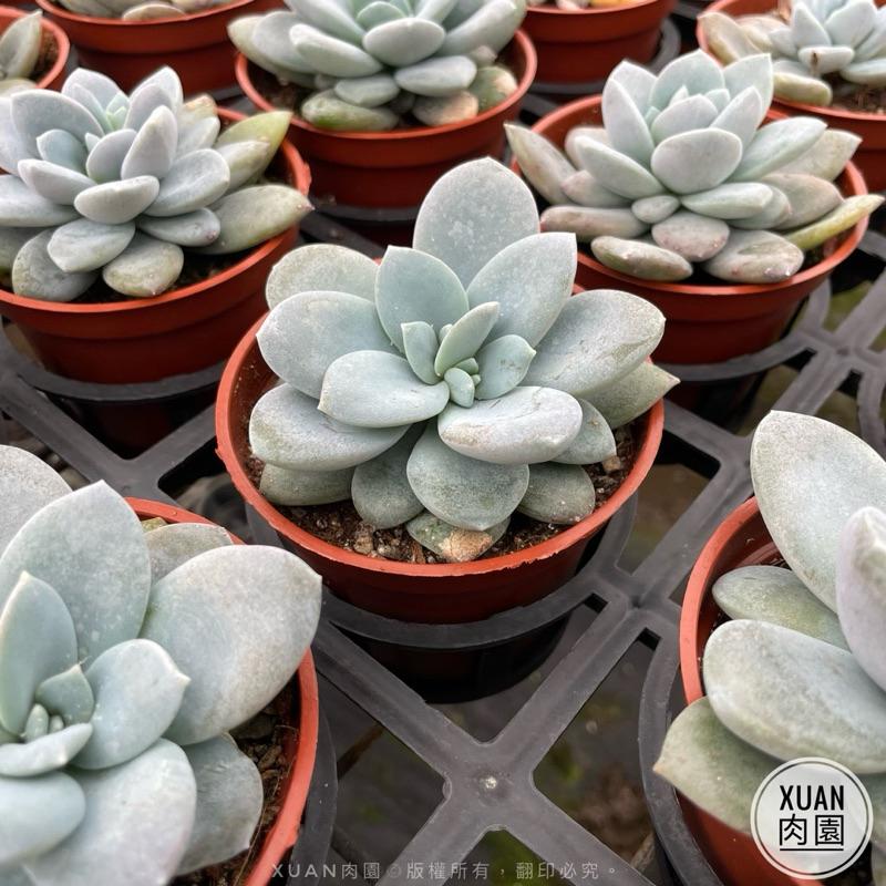 3吋盆【藍雪蓮】多肉植物|多肉［Xuan肉園］-細節圖3