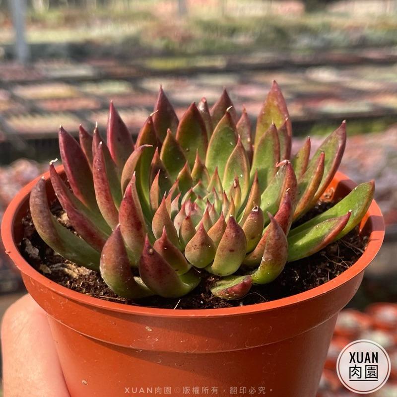3吋盆【聖誕銀天女】多肉植物|多肉［Xuan肉園］-細節圖2
