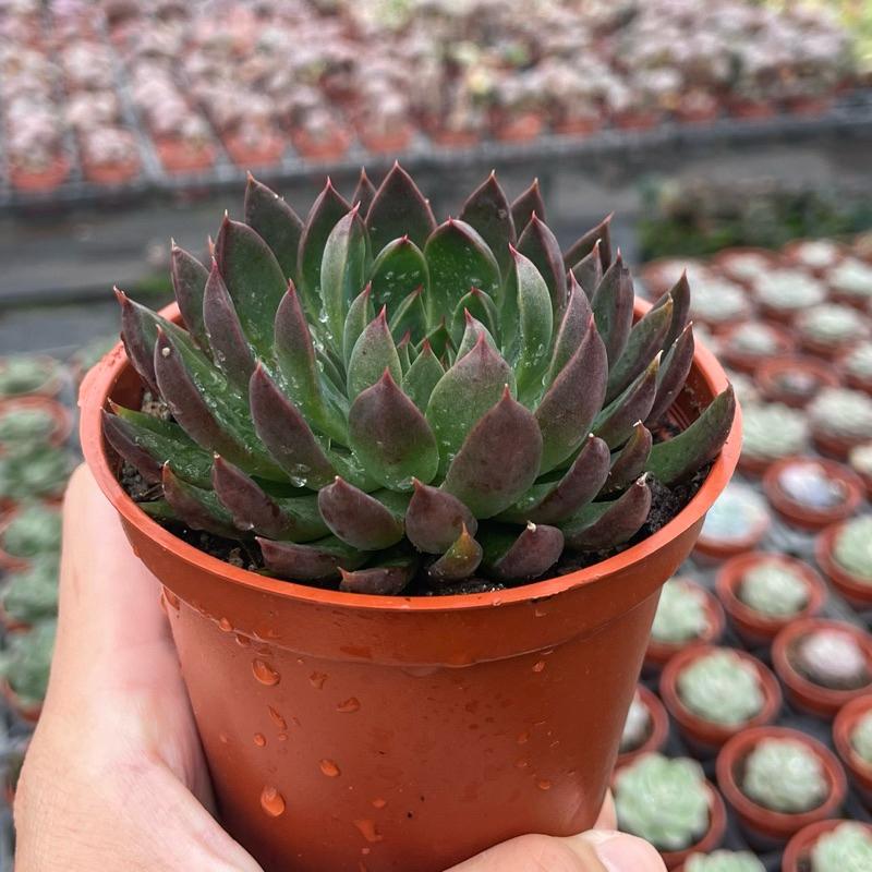 3吋盆【聖誕銀天女】多肉植物|多肉［Xuan肉園］-細節圖3