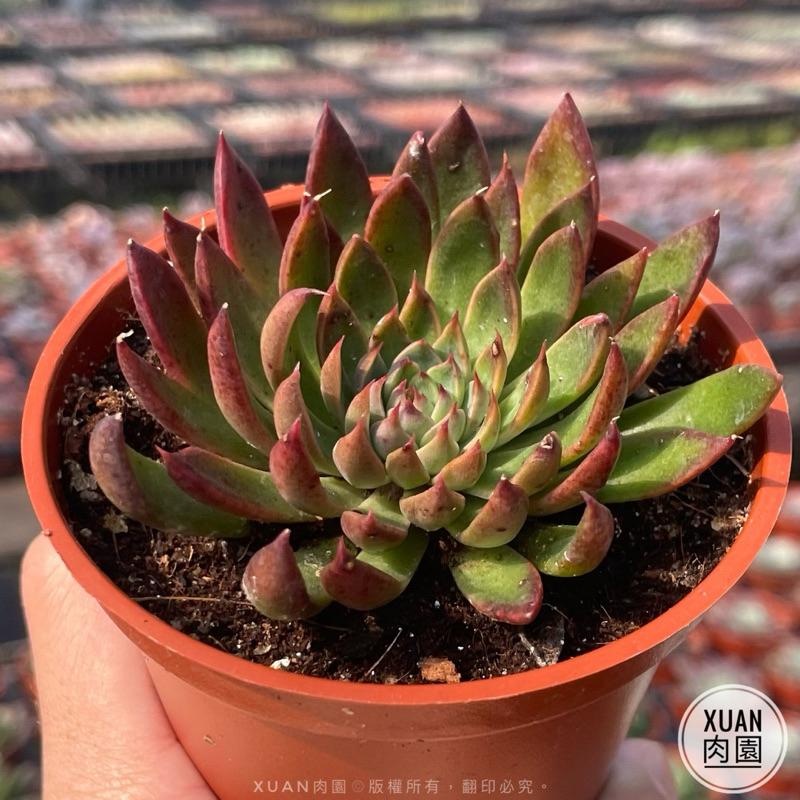 3吋盆【聖誕銀天女】多肉植物|多肉［Xuan肉園］-細節圖4