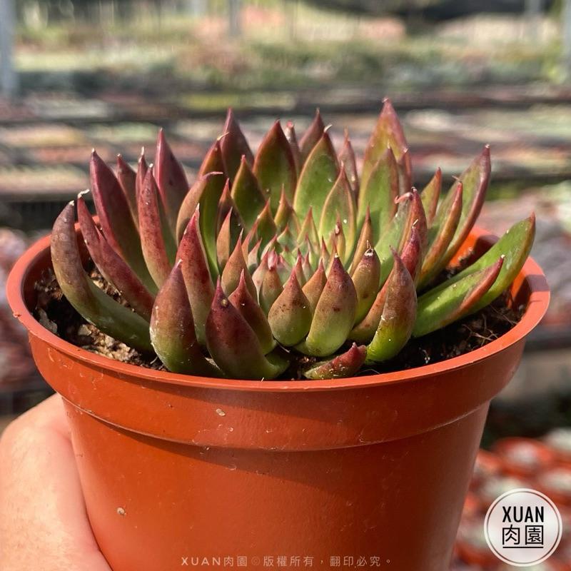 3吋盆【聖誕銀天女】多肉植物|多肉［Xuan肉園］-細節圖5