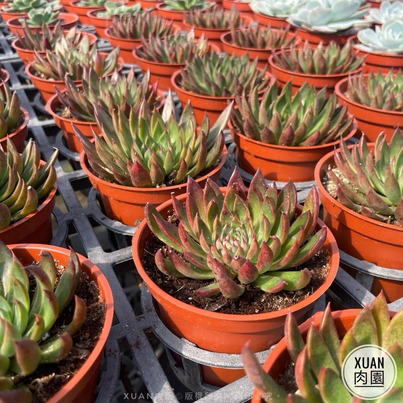 3吋盆【聖誕銀天女】多肉植物|多肉［Xuan肉園］-細節圖6