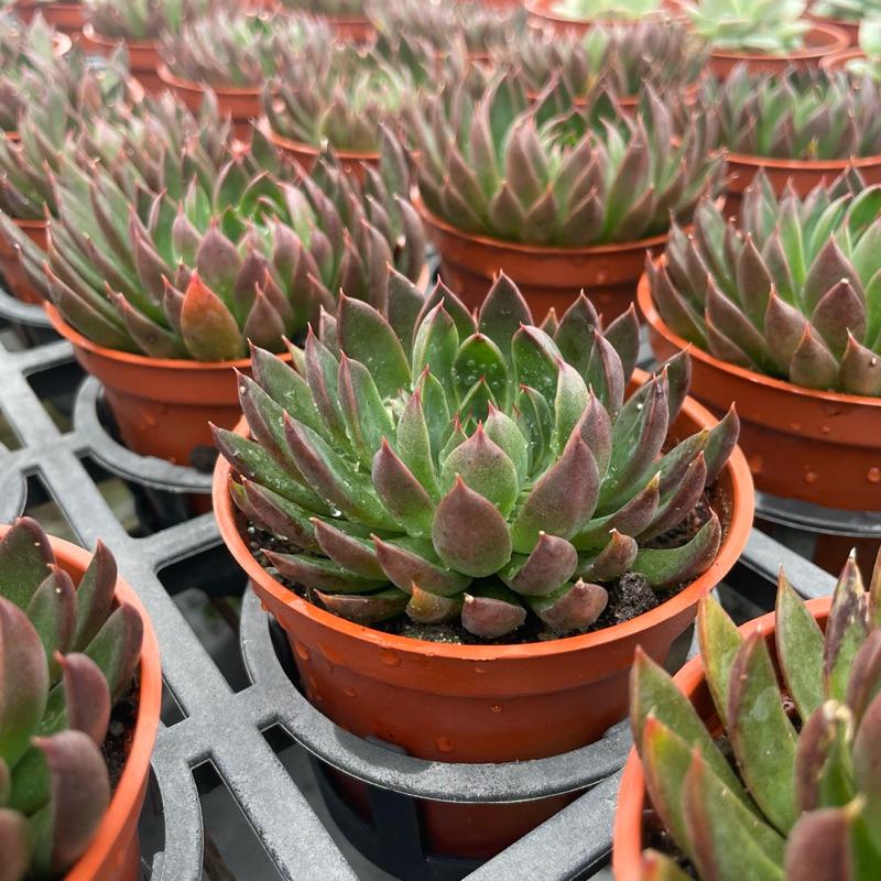 3吋盆【聖誕銀天女】多肉植物|多肉［Xuan肉園］-細節圖7