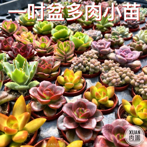 多肉植物 【一吋盆有量區】 豆盆小多肉（非種子）可自選品種 ｜盆栽｜送禮小物｜婚禮小物｜1吋盆 ｜［Xuan肉園］