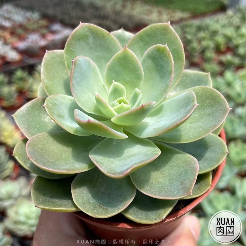 3吋盆【紅鶴🦩】多肉植物|多肉［Xuan肉園］-細節圖2
