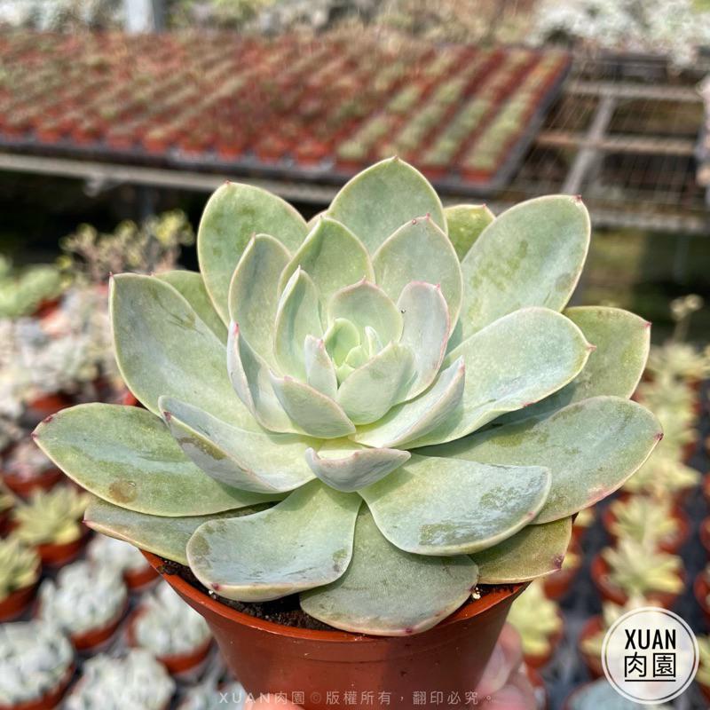 3吋盆【紅鶴🦩】多肉植物|多肉［Xuan肉園］-細節圖3