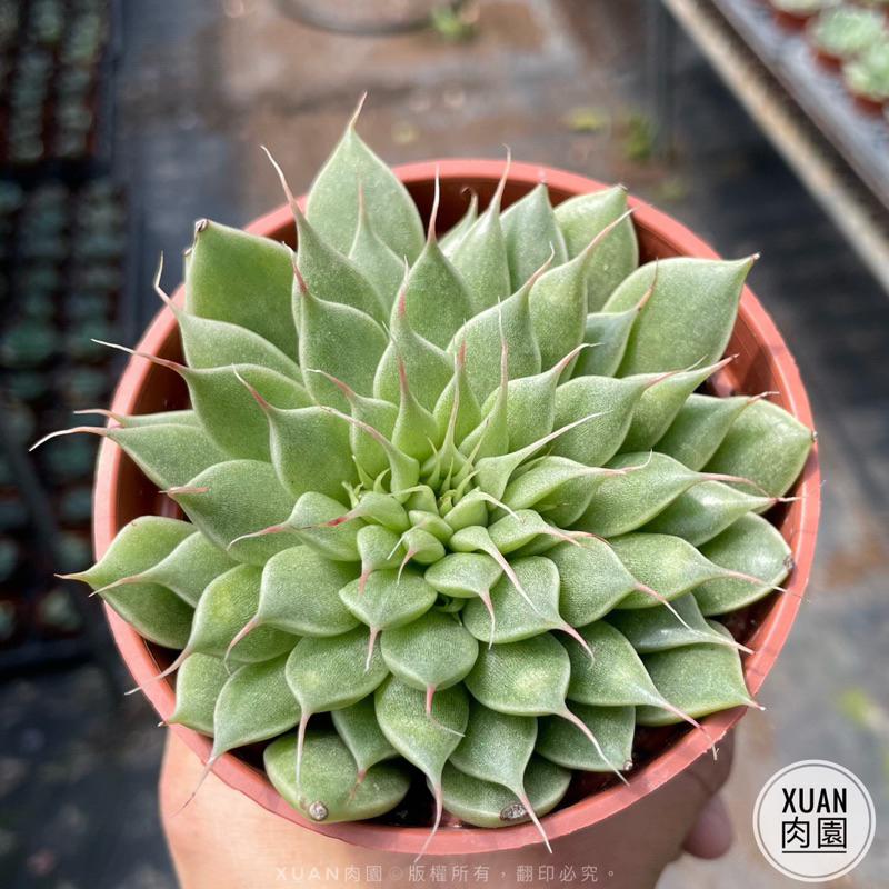 3吋盆【銀星】多肉植物|多肉［Xuan肉園］-細節圖2