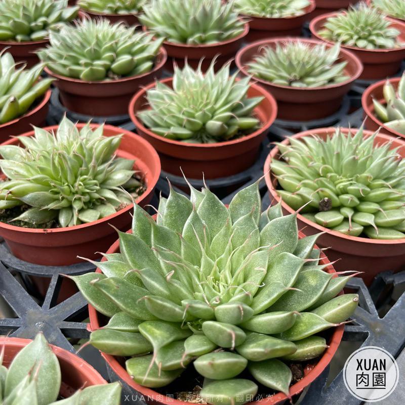 3吋盆【銀星】多肉植物|多肉［Xuan肉園］-細節圖3