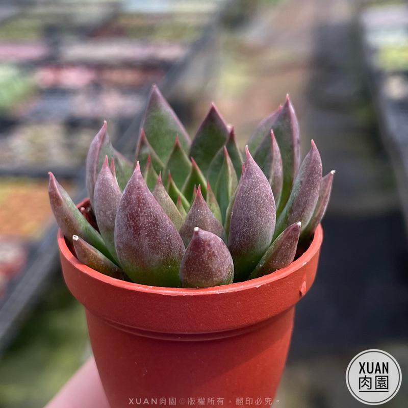 一吋迷你盆【聖誕銀天女】多肉植物|多肉|景天科|［Xuan肉園］-細節圖2